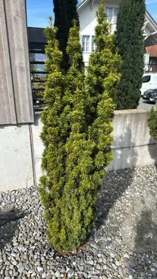 Japanese Yew (Taxus cuspidata)
