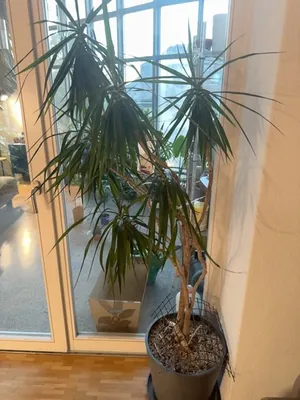 Song of India (Dracaena reflexa)