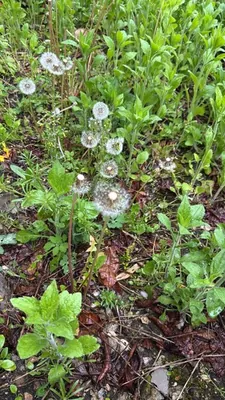 Common dandelion (Taraxacum officinale)