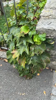 Boston Ivy (Parthenocissus tricuspidata)