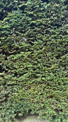 Yew Tree (Taxus baccata)