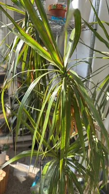 Narrow-leafed Reflexed Dracaena (Dracaena reflexa var. angustifolia)