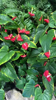 Flamingo Lily (Anthurium andraeanum)