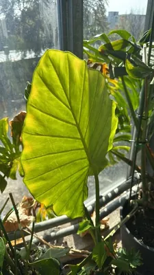 Giant Taro (Alocasia macrorrhizos)