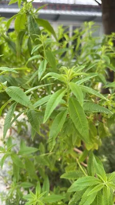 Lemon Verbena (Aloysia citrodora)