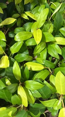 Philodendron erubescens (Philodendron erubescens)
