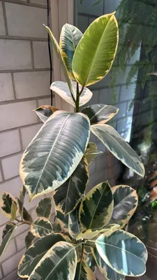 Ficus elastica 'Tineke' (Ficus elastica 'Tineke')