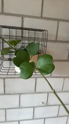 Sweetheart Hoya (Hoya kerrii)
