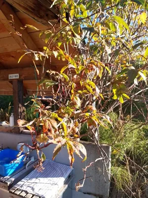 Elderberry (Sambucus nigra)