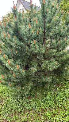Scots Pine (Pinus sylvestris)