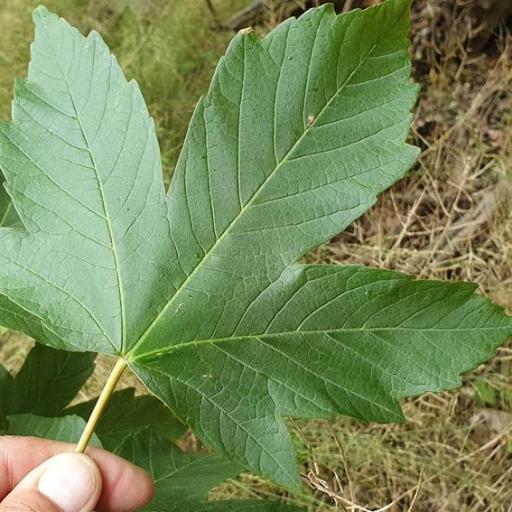 Acer heldreichii (Acer heldreichii)
