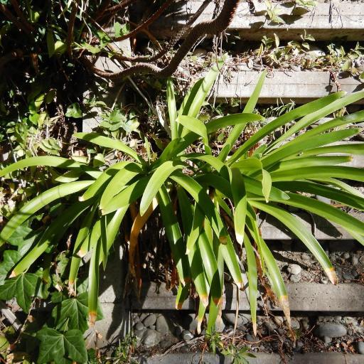 Agapanthus praecox (Agapanthus praecox)