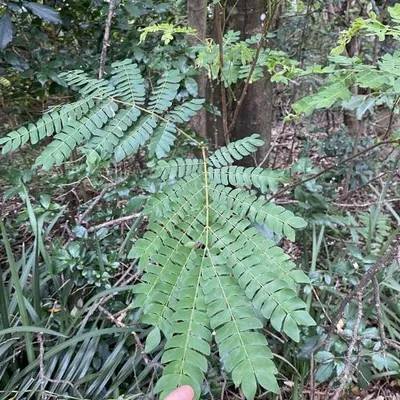 Forest Flamboyant (Albizia adianthifolia)