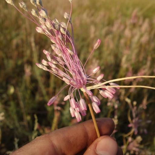 Allium paniculatum (Allium paniculatum)