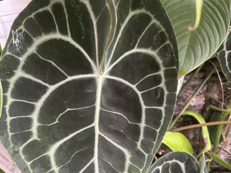 Anthurium Clarinervium (Anthurium clarinervium)