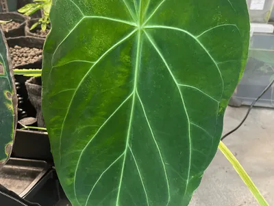 Magnificent Anthurium (Anthurium magnificum)