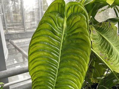 King Anthurium (Anthurium veitchii)