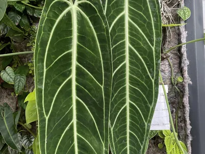 Queen Anthurium (Anthurium warocqueanum)