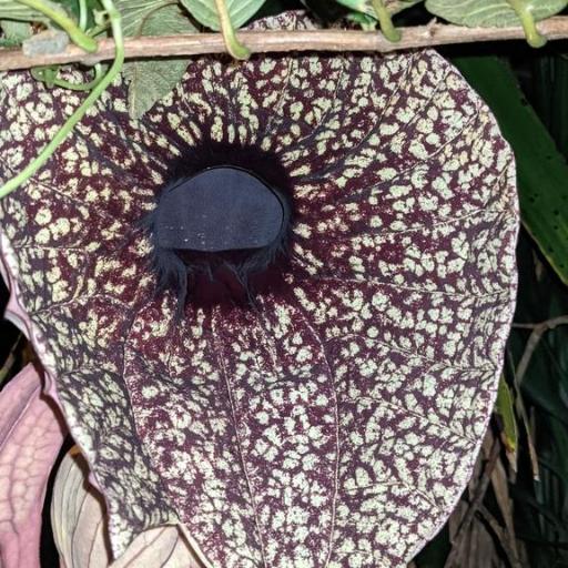 Grandiflora (Aristolochia grandiflora)