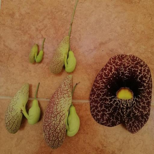 Calico Flower (Aristolochia littoralis)