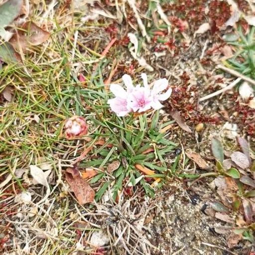 Armeria maritima (Armeria maritima)