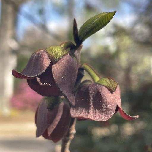 Pawpaw (Asimina triloba)
