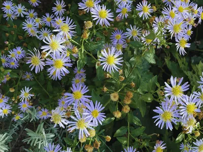 White Wood Aster (Aster ageratoides)