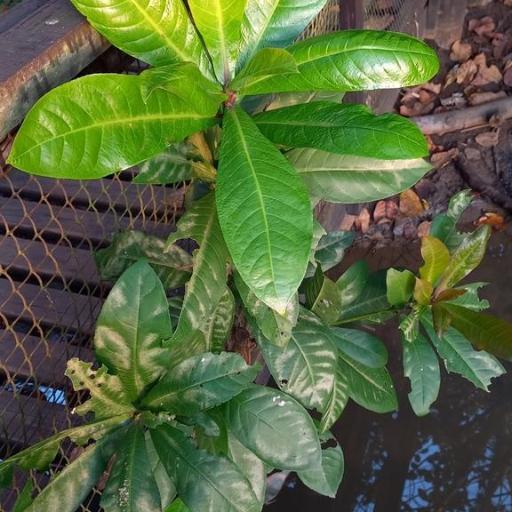 Barringtonia racemosa (Barringtonia racemosa)