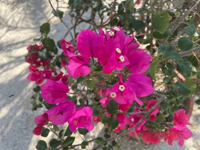 Bougainvillea (Bougainvillea)