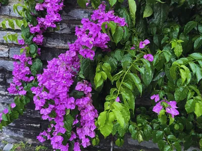 Bougainvillea glabra var. brachycarpa (Bougainvillea glabra var. brachycarpa)