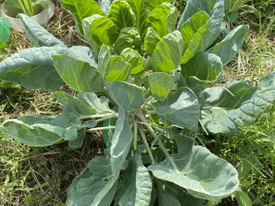 Broccoli Plant (Brassica oleracea)