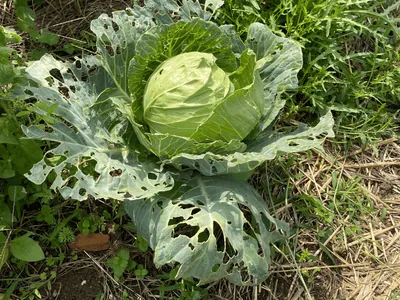 Brassica oleracea var. capitata (Brassica oleracea var. capitata)
