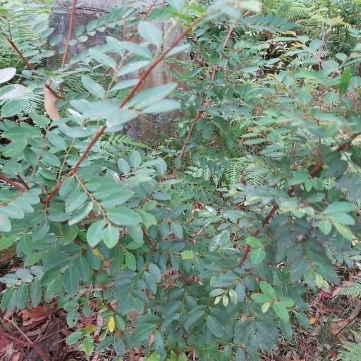 Oligomeris (Breynia oblongifolia)