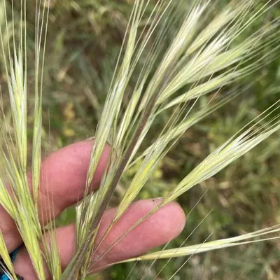 Great brome (Bromus diandrus)