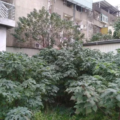 Paper Mulberry (Broussonetia)