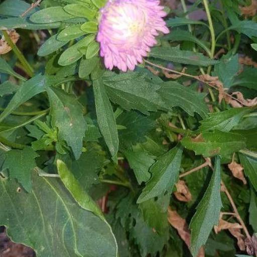 China Aster (Callistephus)