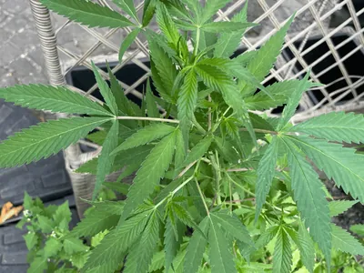 Marijuana (Cannabis sativa)