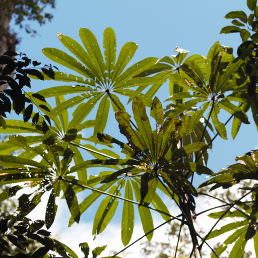 Cecropia sciadophylla (Cecropia sciadophylla)
