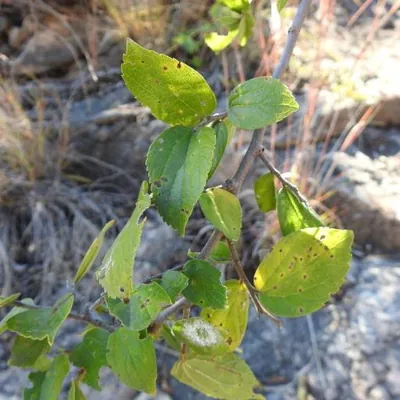 African Sugarberry (Celtis africana)