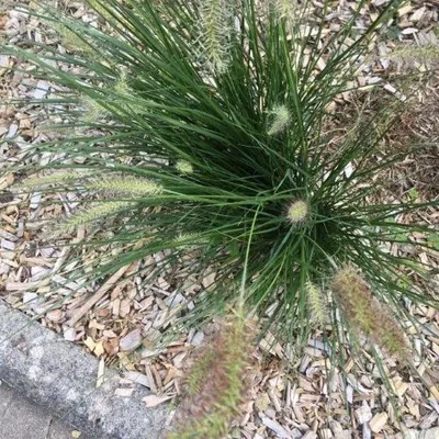 Fountain Grass (Cenchrus alopecuroides)
