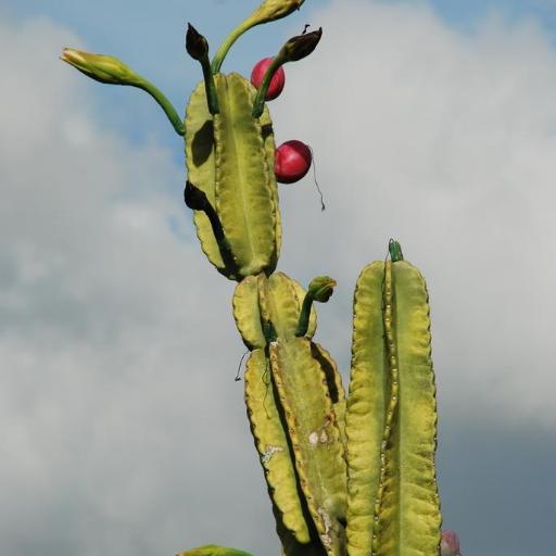 Seven Stars Cactus (Cereus hexagonus)