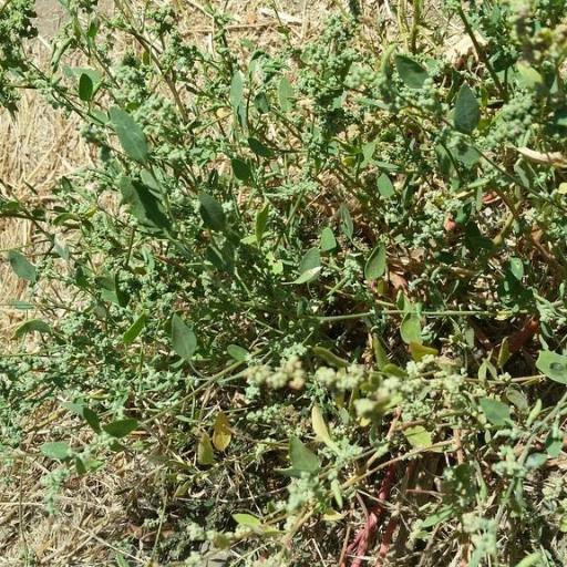Pitseed Goosefoot (Chenopodium berlandieri)