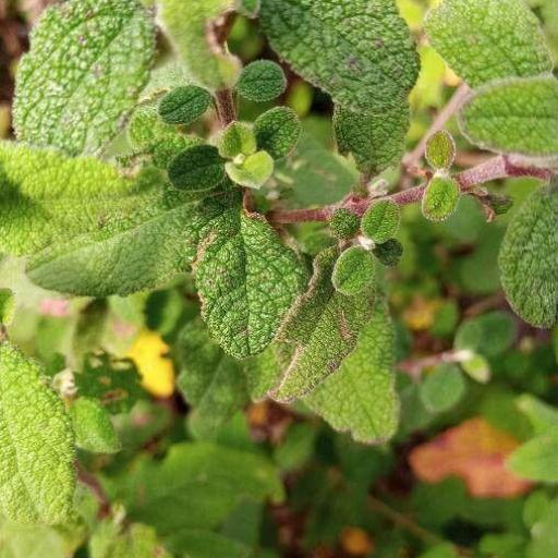 Sage-leaved Rock-rose (Cistus salviifolius)