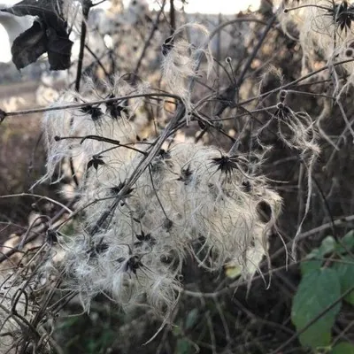 Traveller's Joy (Clematis vitalba)