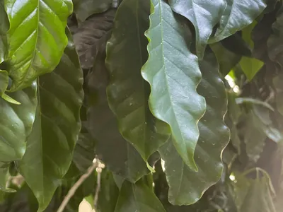 Coffee Plant (Coffea arabica)