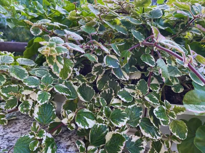 Coleus paniculatus (Coleus paniculatus)