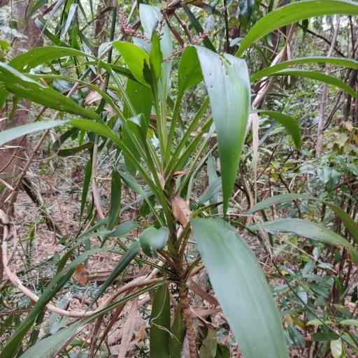 Red Cabbage Tree (Cordyline rubra)