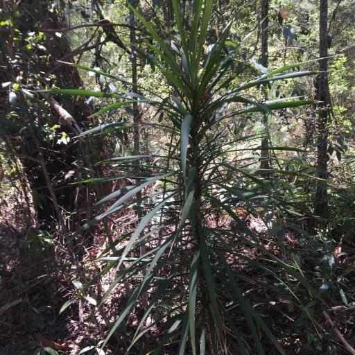Slender Cabbage Tree (Cordyline stricta)