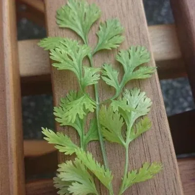 Coriander (Coriandrum sativum)