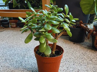 Jade Plant (Crassula ovata)